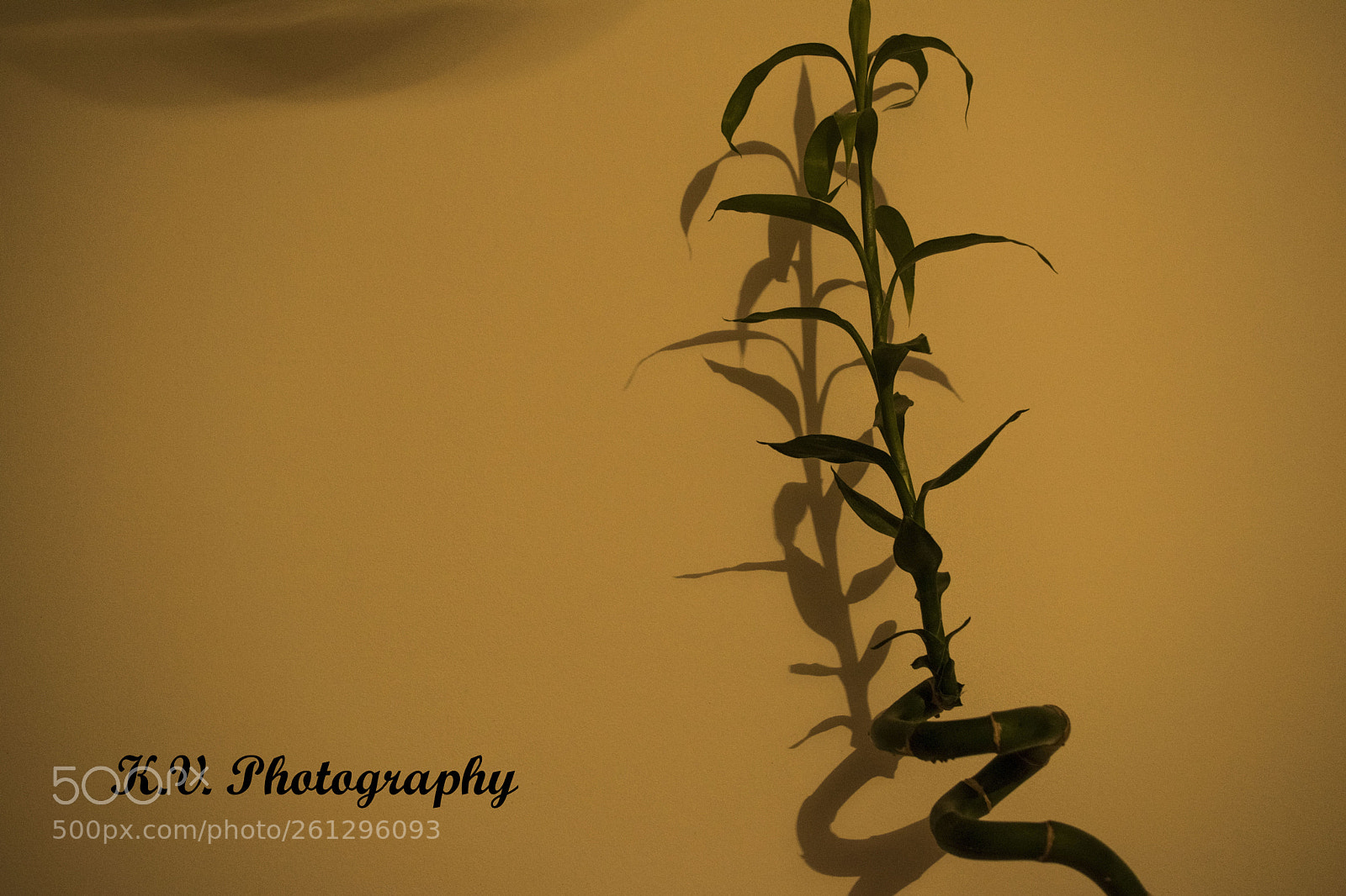 Nikon D3300 sample photo. Bamboo photography