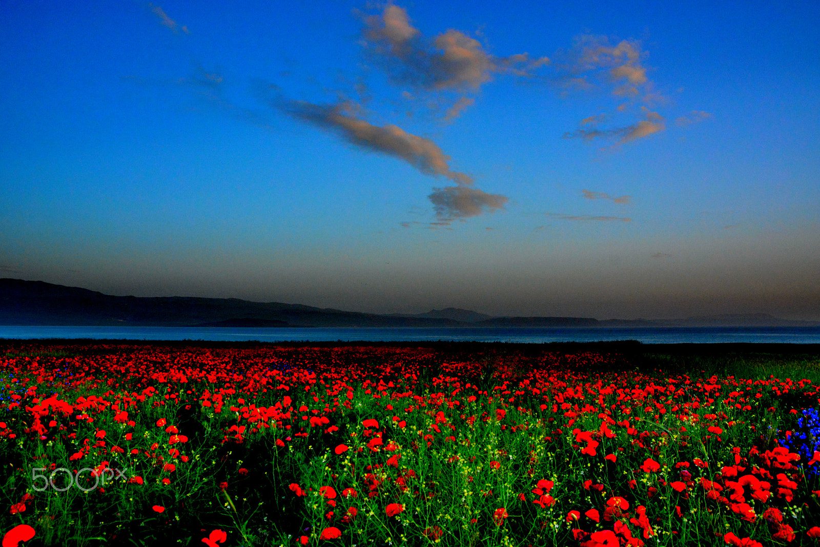 Sigma 17-70mm F2.8-4 DC Macro OS HSM | C sample photo. Flowers photography
