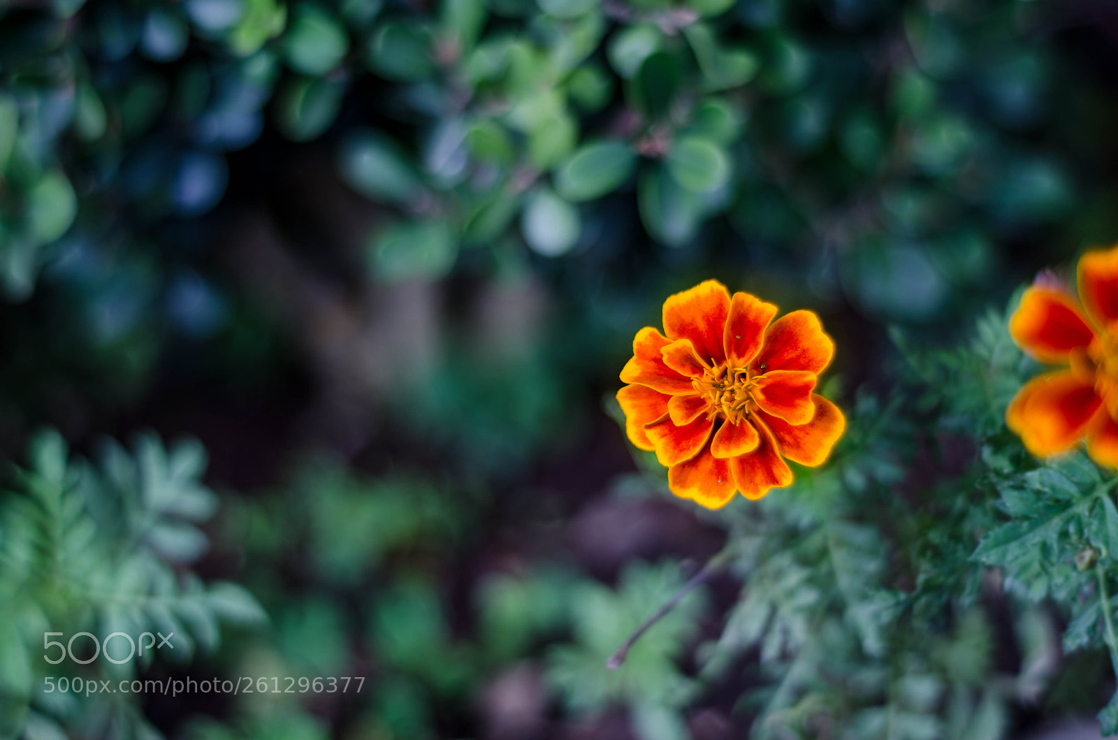 Nikon D7000 sample photo. Untitled photography