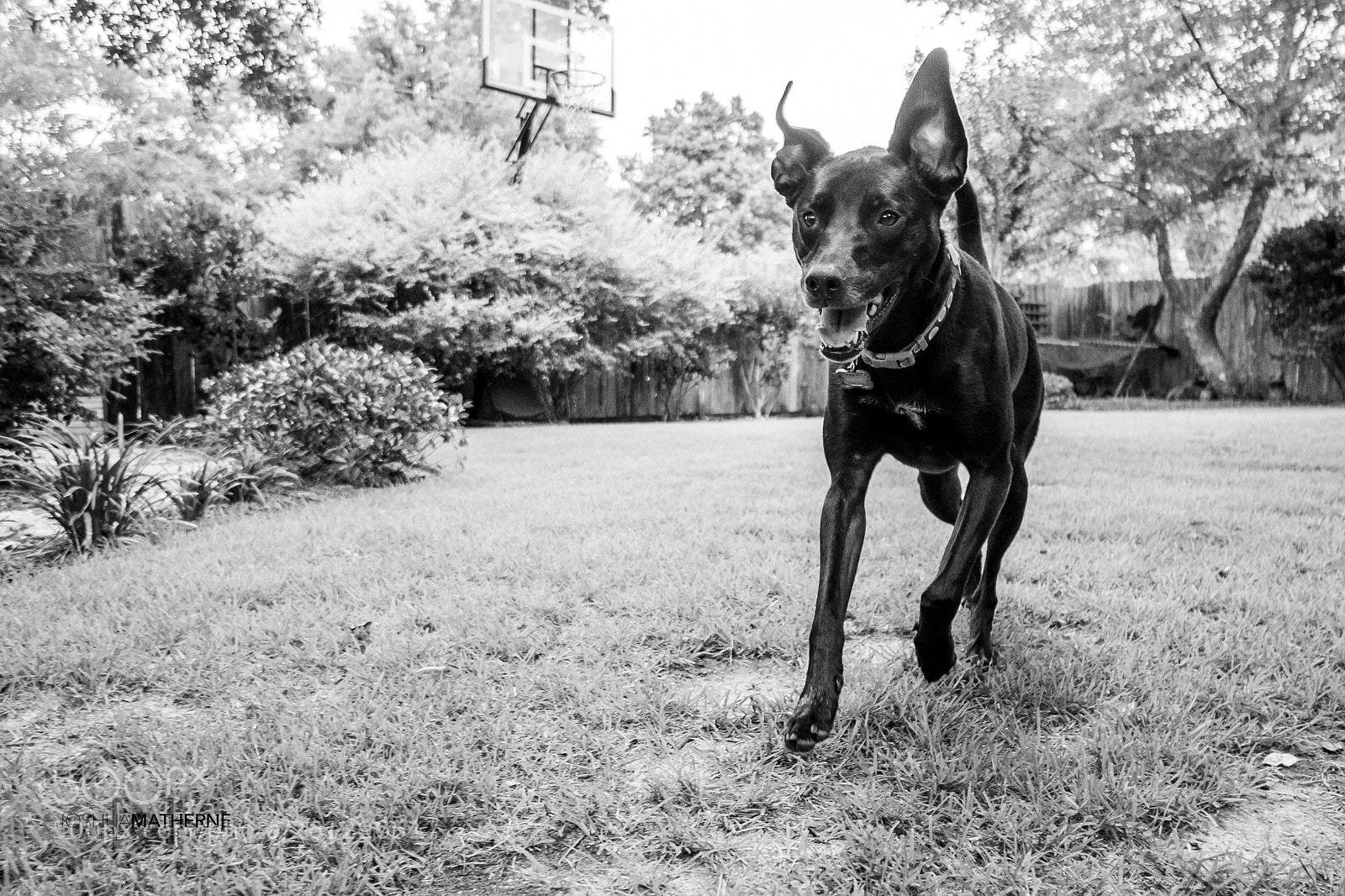 Sony a7 III sample photo. Ready or not... photography