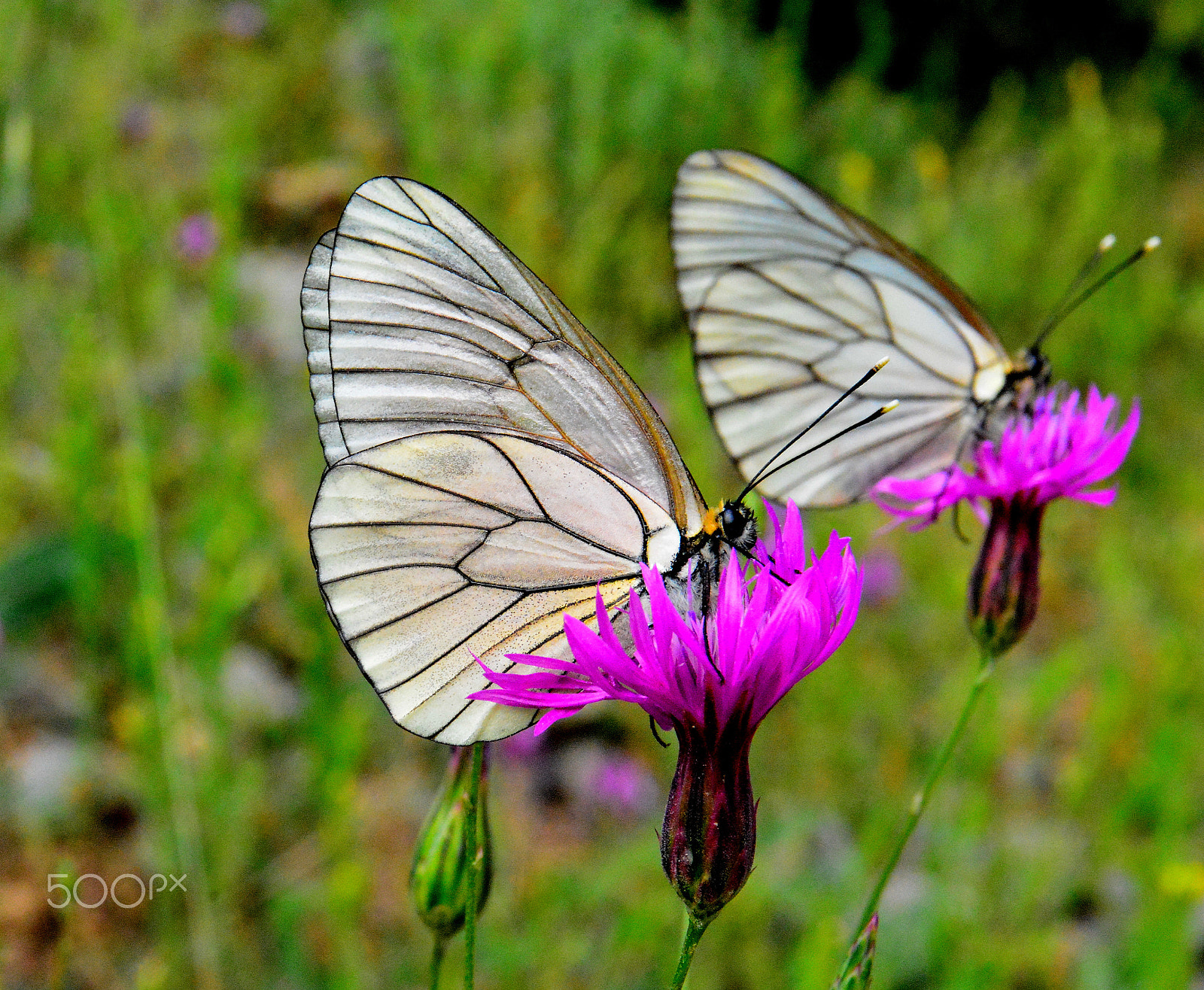 Nikon D7100 sample photo. Butterfly photography