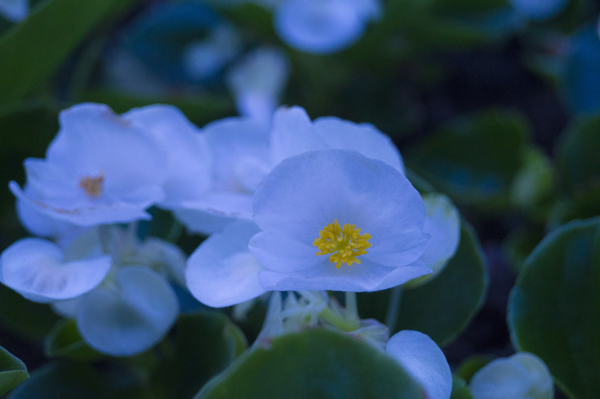 Sony SLT-A37 sample photo. Flowers photography