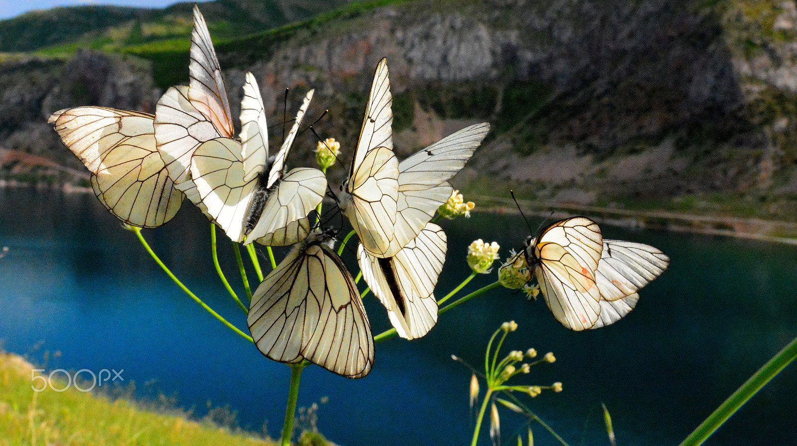 Sigma 17-70mm F2.8-4 DC Macro OS HSM | C sample photo. Butterfly photography