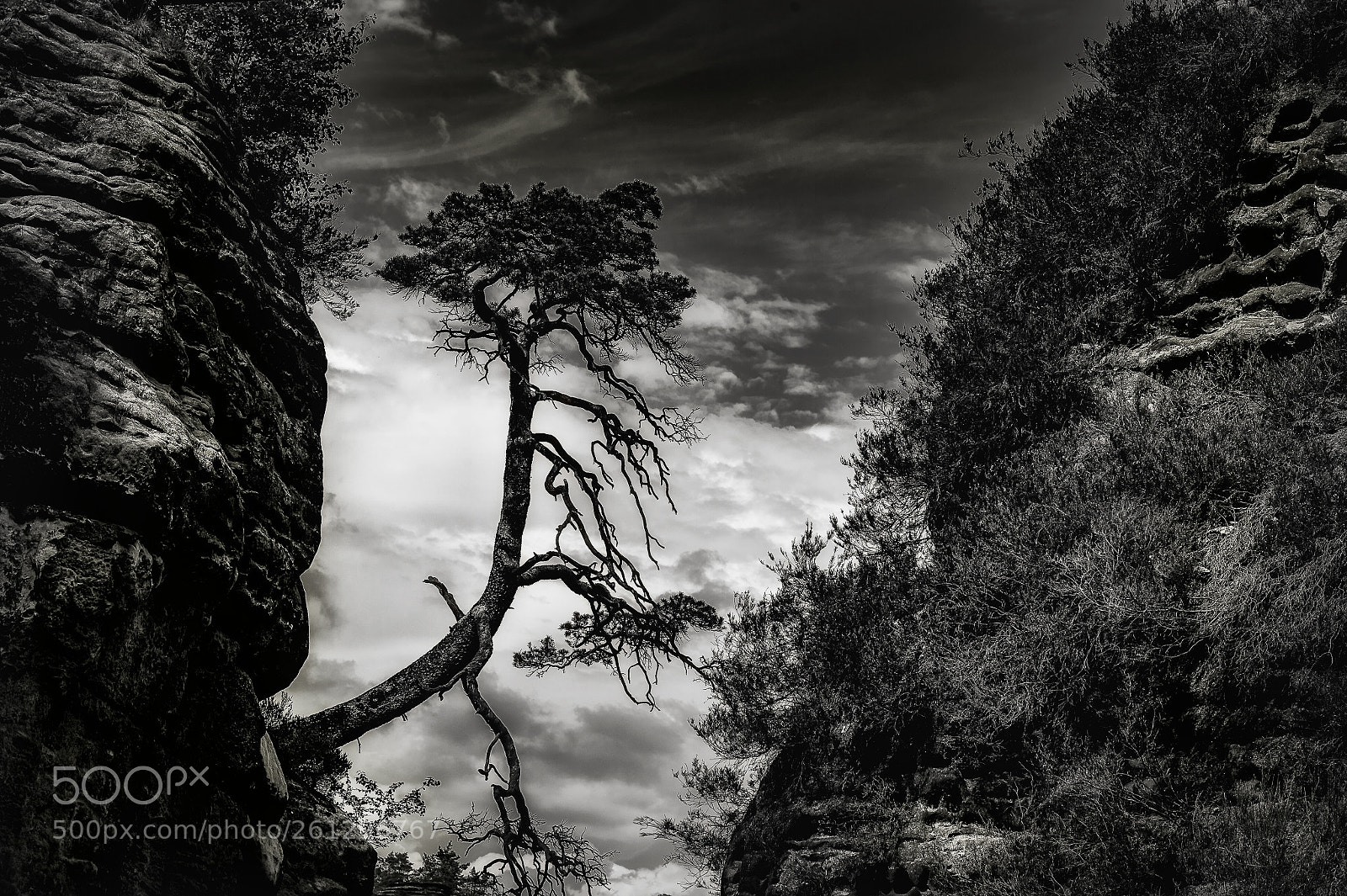 Nikon D4 sample photo. Tree in the gap photography