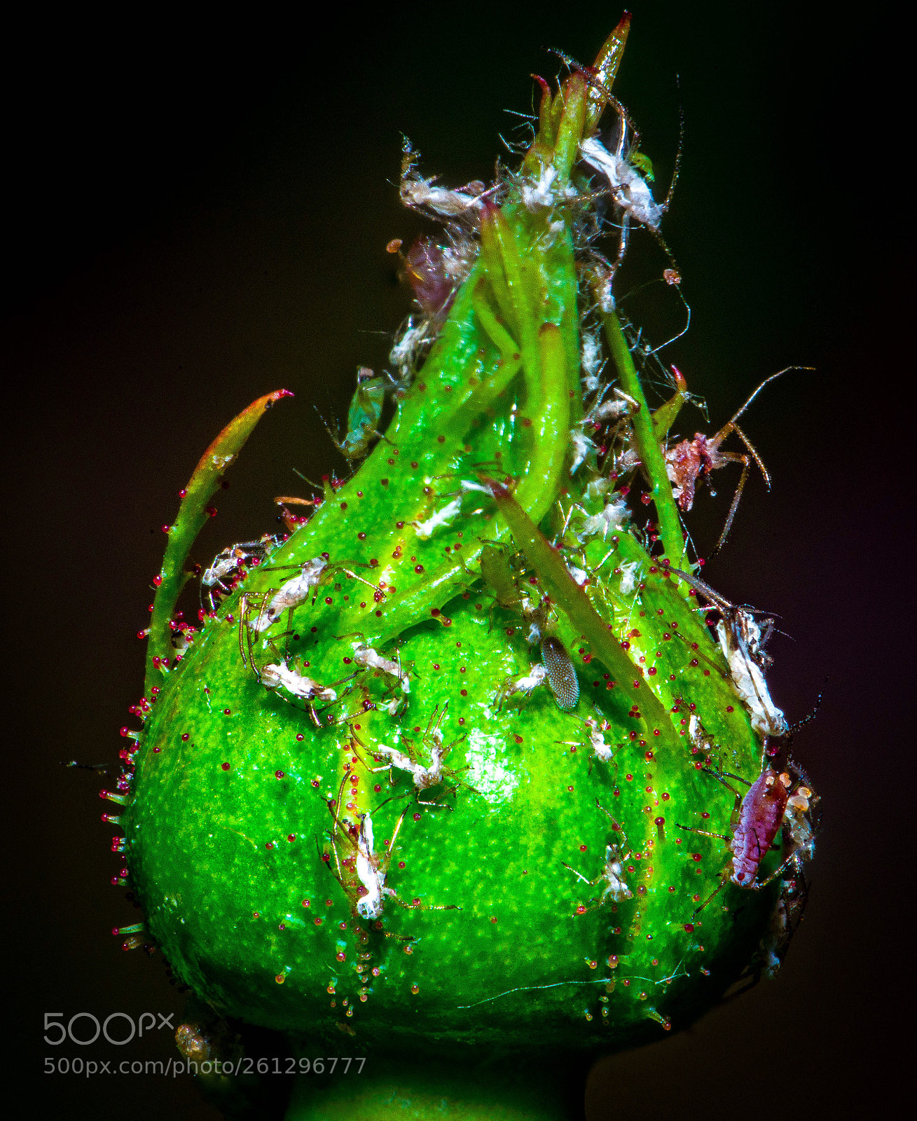 Nikon D800E sample photo. I think i need photography
