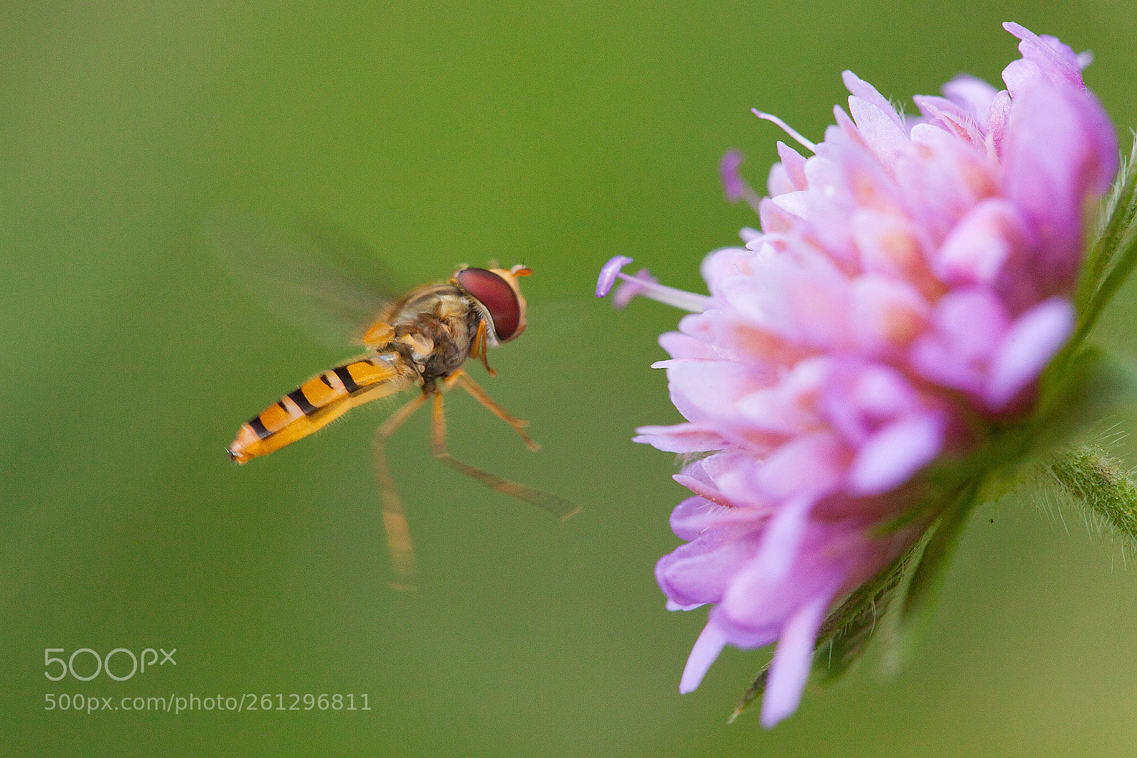 Canon EOS 5D Mark II sample photo. Syrphidae sp. photography