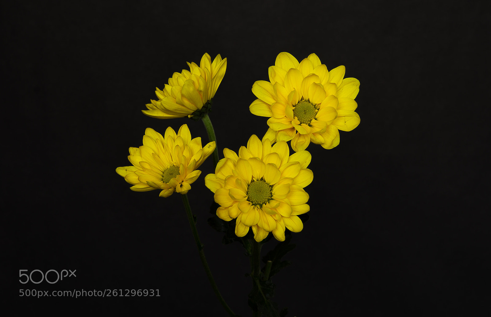 Canon EOS 600D (Rebel EOS T3i / EOS Kiss X5) sample photo. Daisy photography