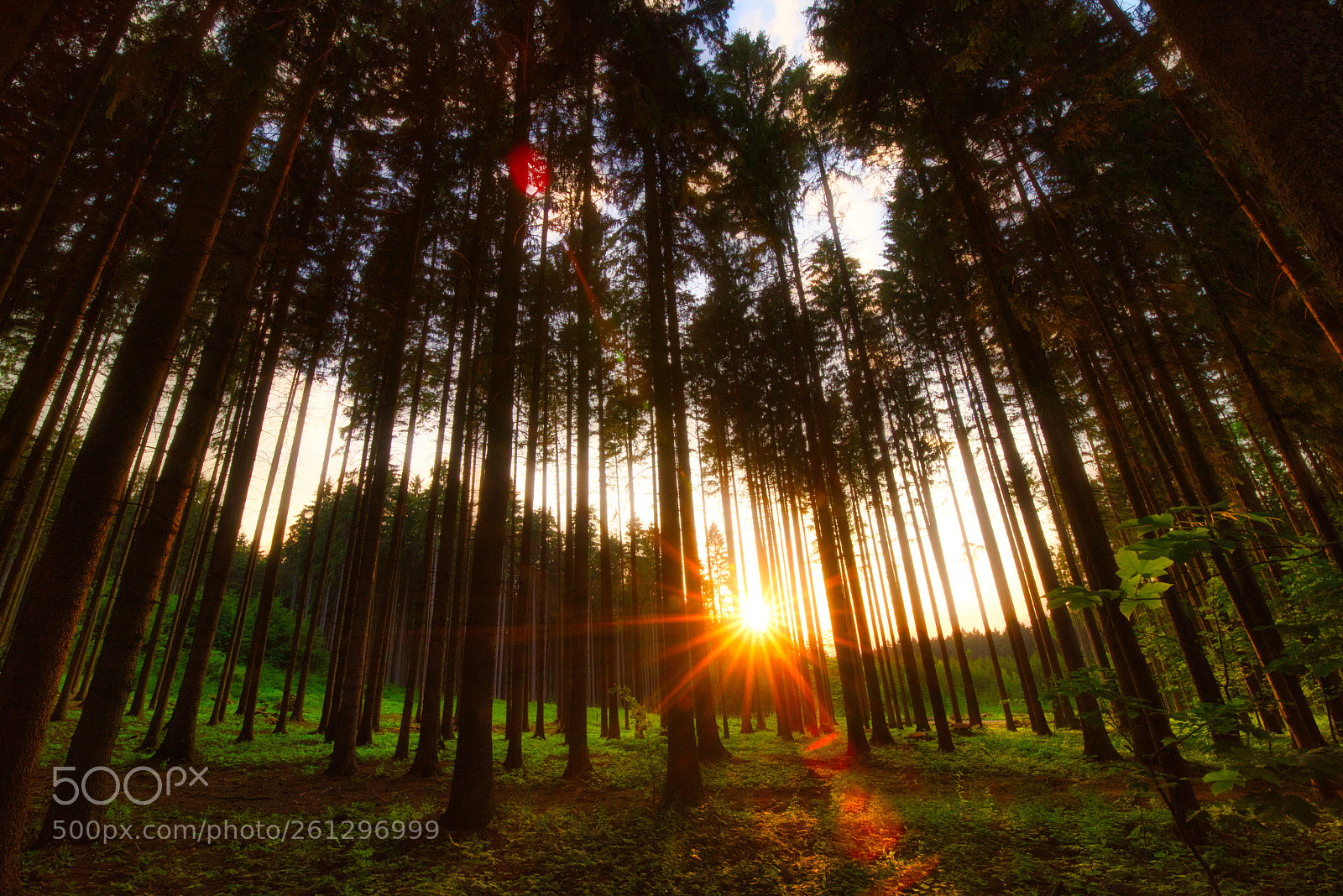 Nikon D750 sample photo. Sunrise forest photography