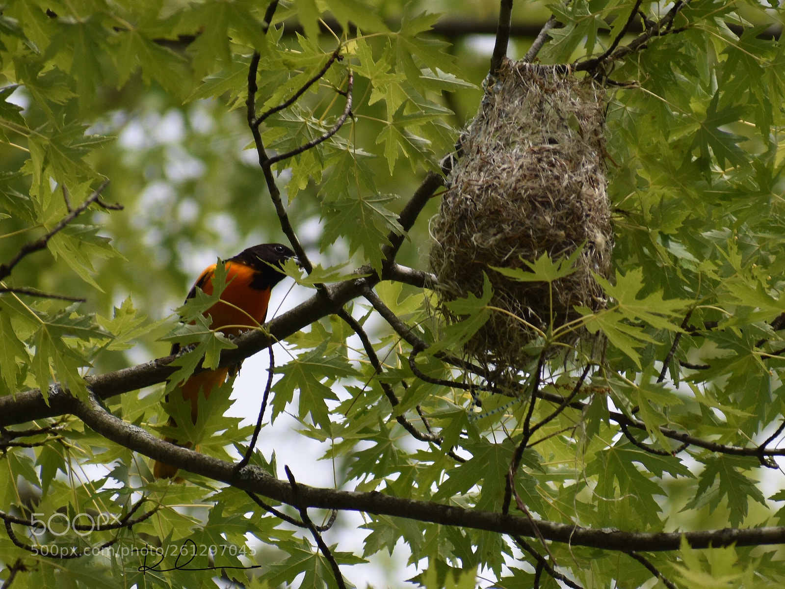 Nikon D3400 sample photo. Baltimore oriole & nest photography