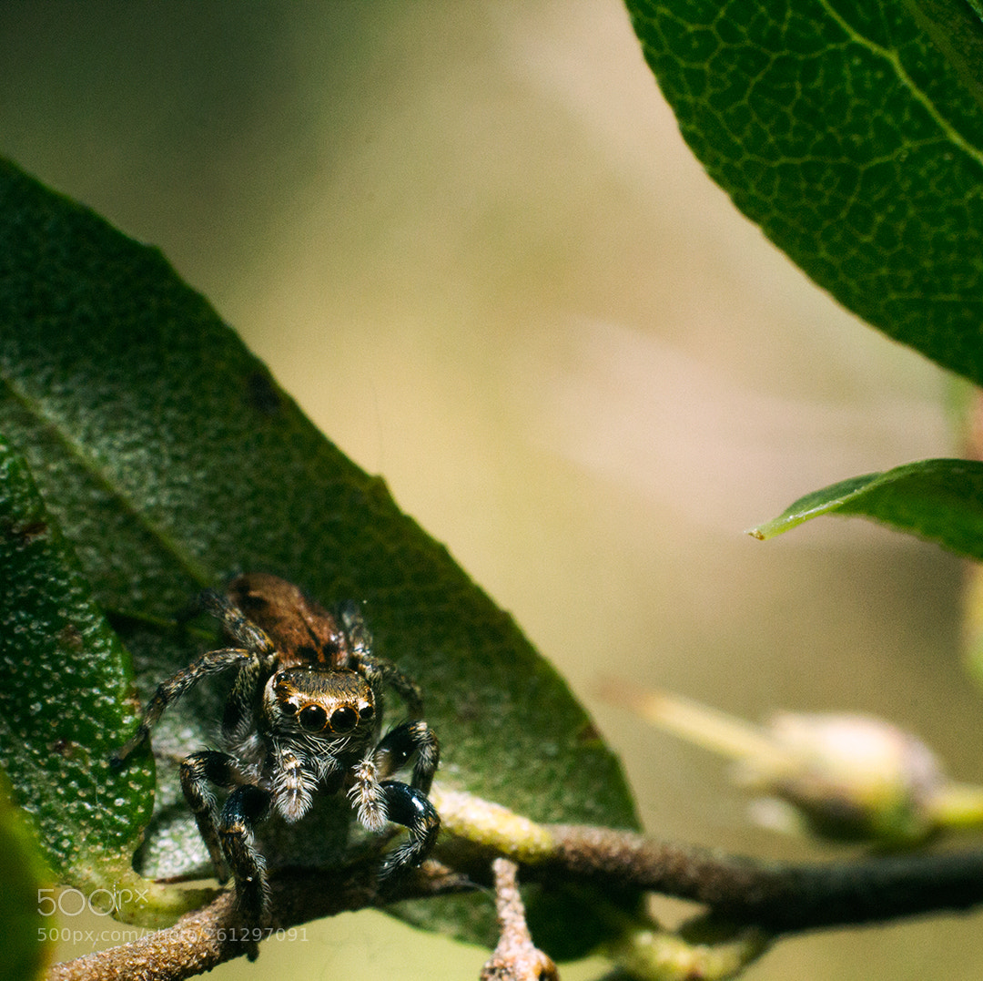 Canon EOS 60D sample photo. Untitled photography