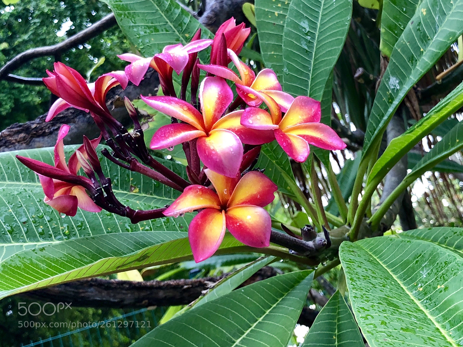 Apple iPhone X sample photo. Tropical flowers photography