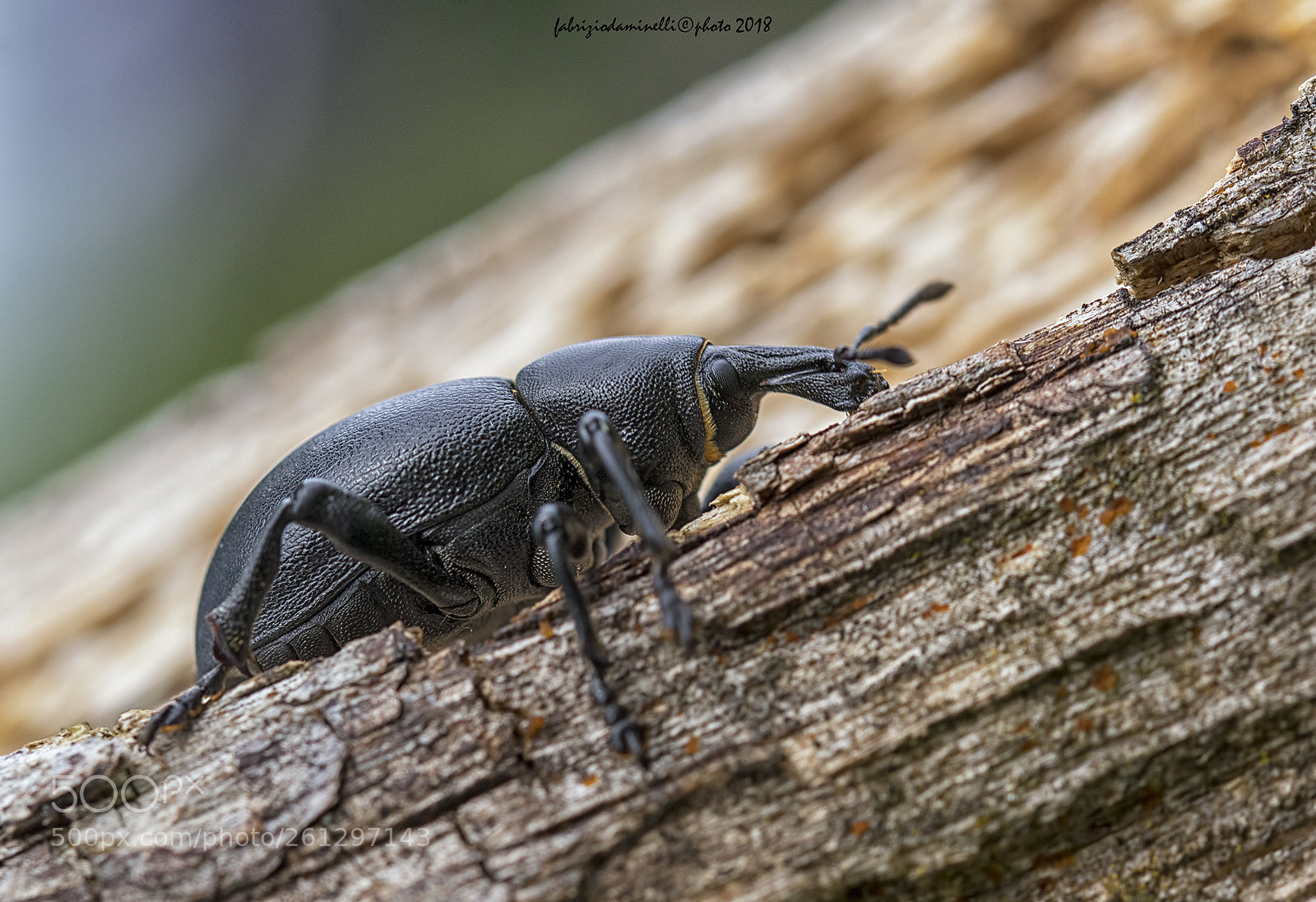 Canon EOS 7D Mark II sample photo. Liparus dirus photography