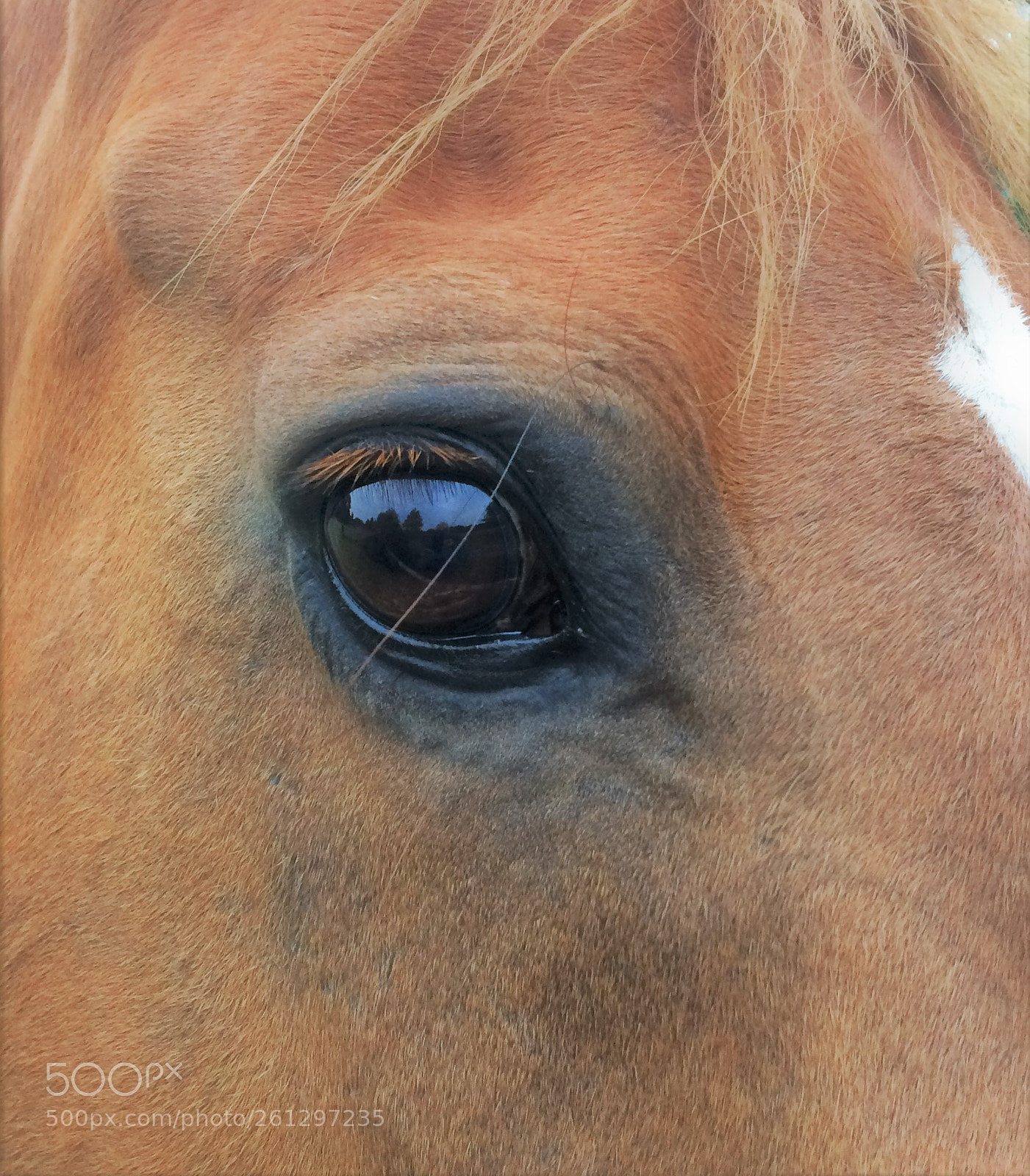 Apple iPhone 5s sample photo. Bryonie's horse photography