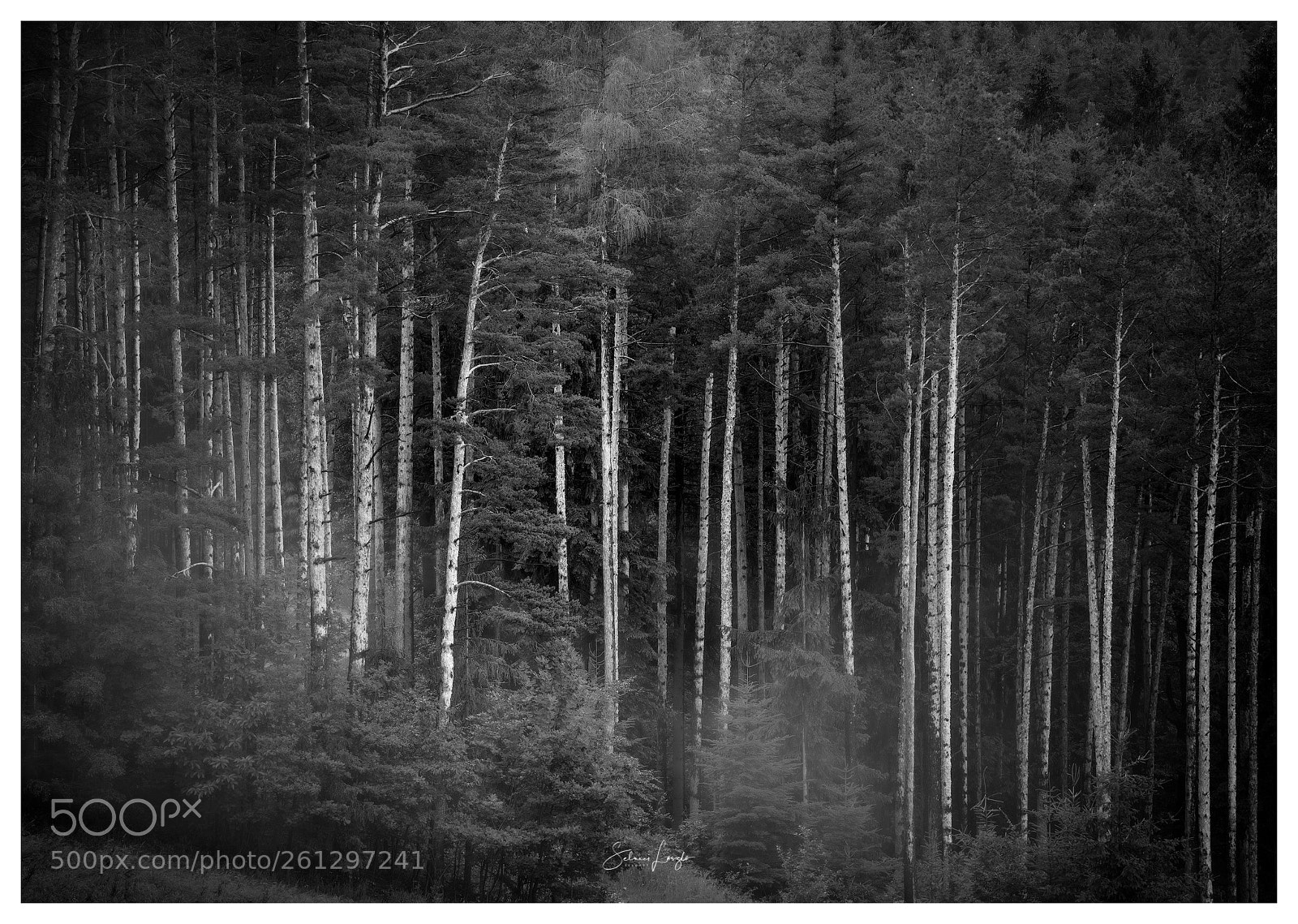 Nikon D750 sample photo. Deep in the forest photography