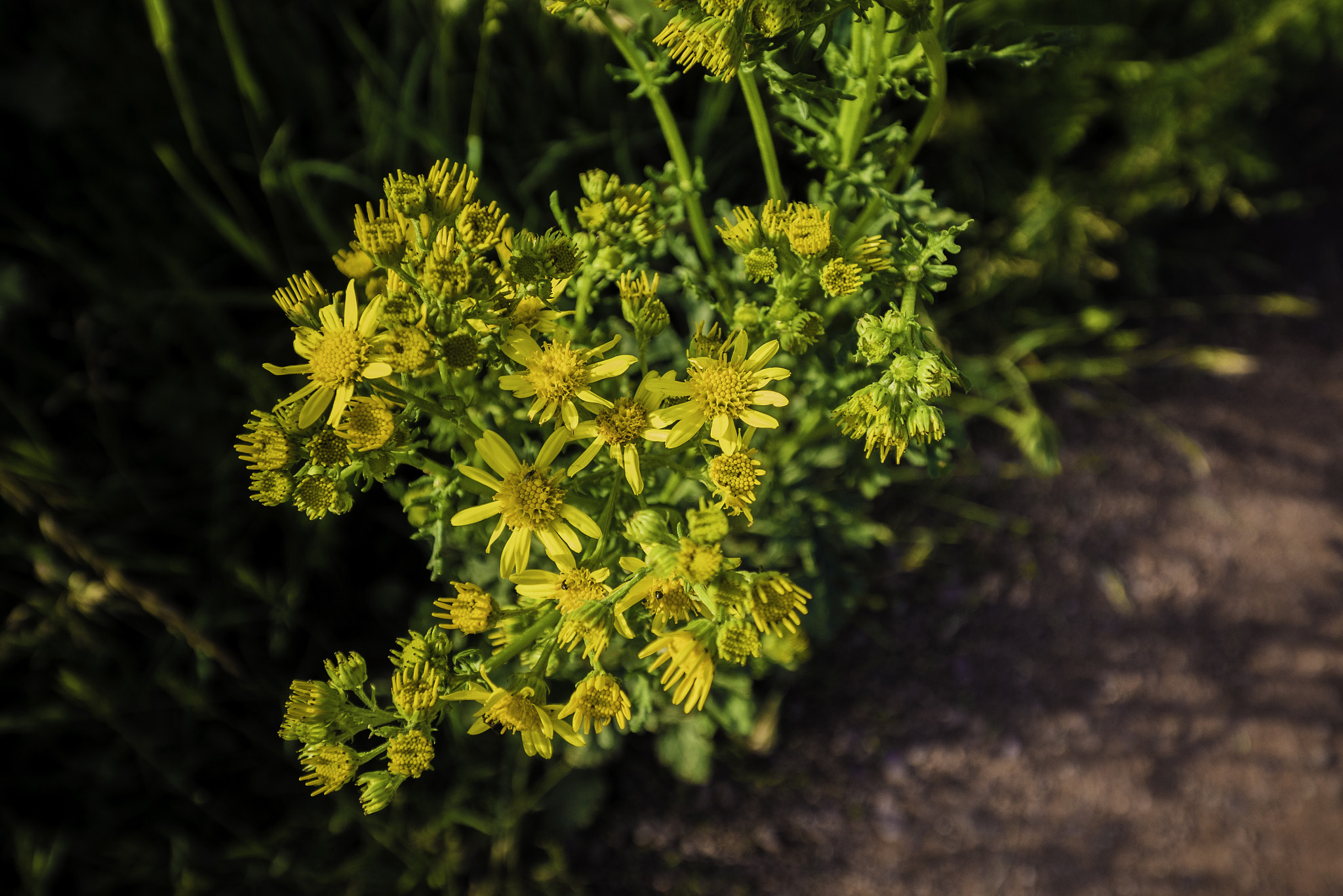 Panasonic DMC-G81 sample photo. Blumen im sommerlicht photography