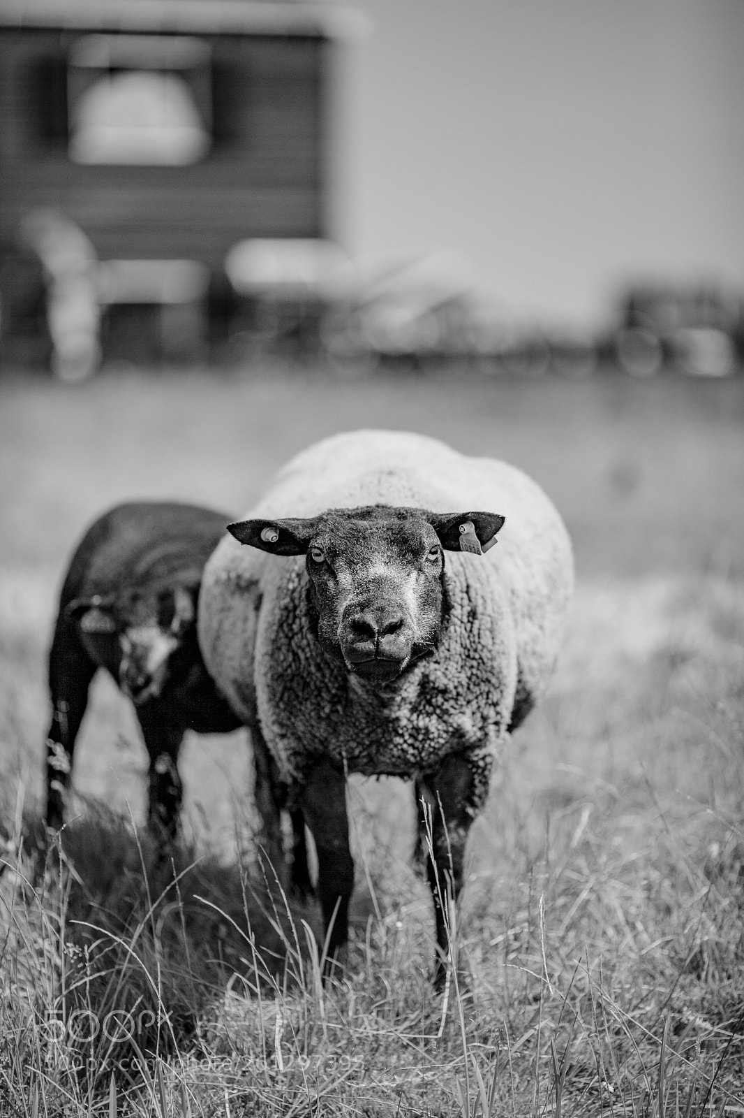 Canon EOS 5D Mark II sample photo. Holland photography