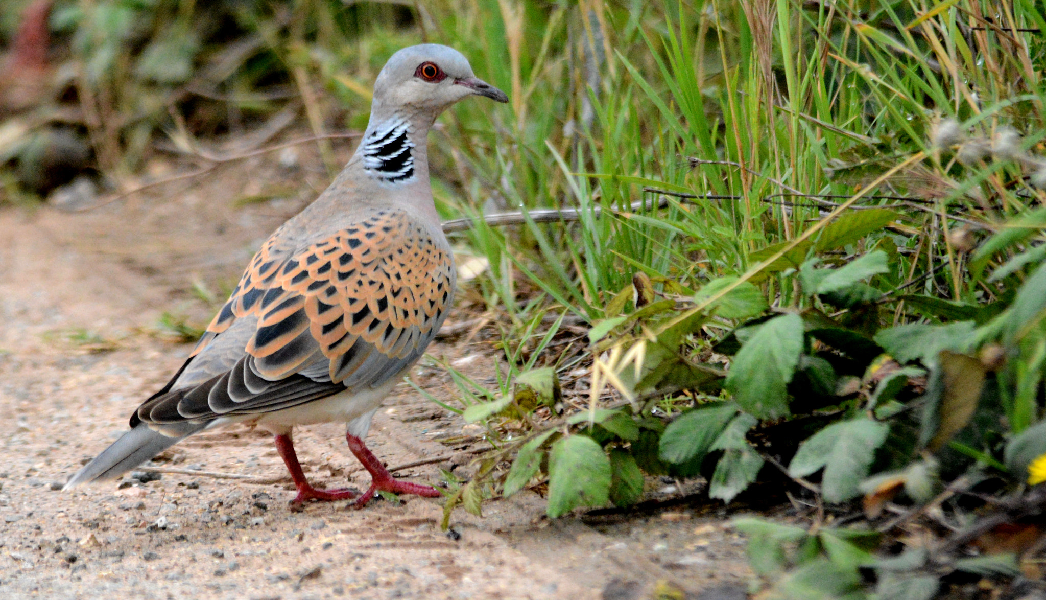 Nikon D7100 sample photo. European turtle dove photography