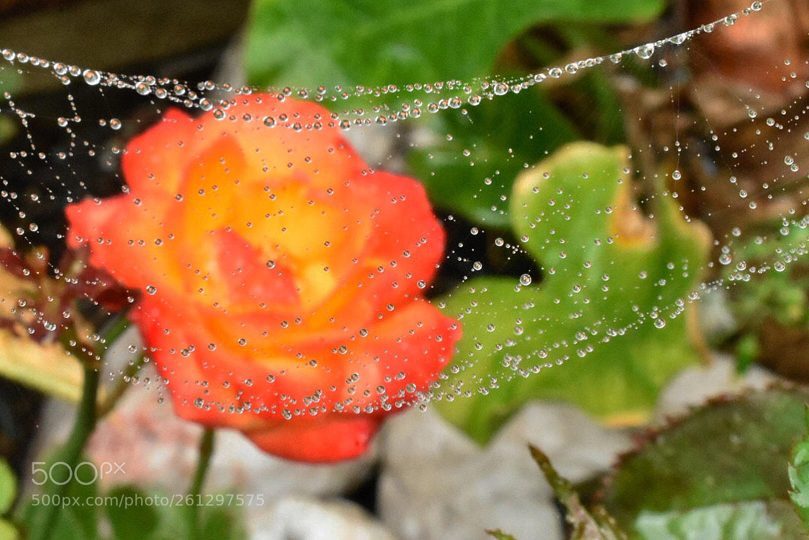 Nikon D3400 sample photo. Every drop counts photography