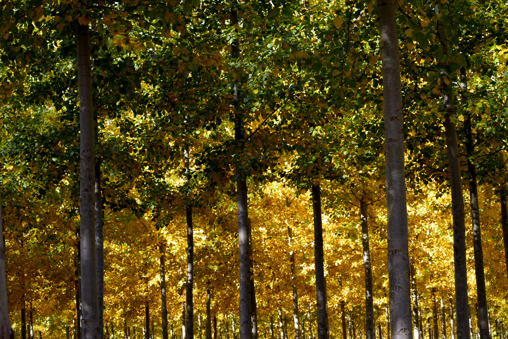 Nikon D3300 sample photo. Otoño en la chopera photography