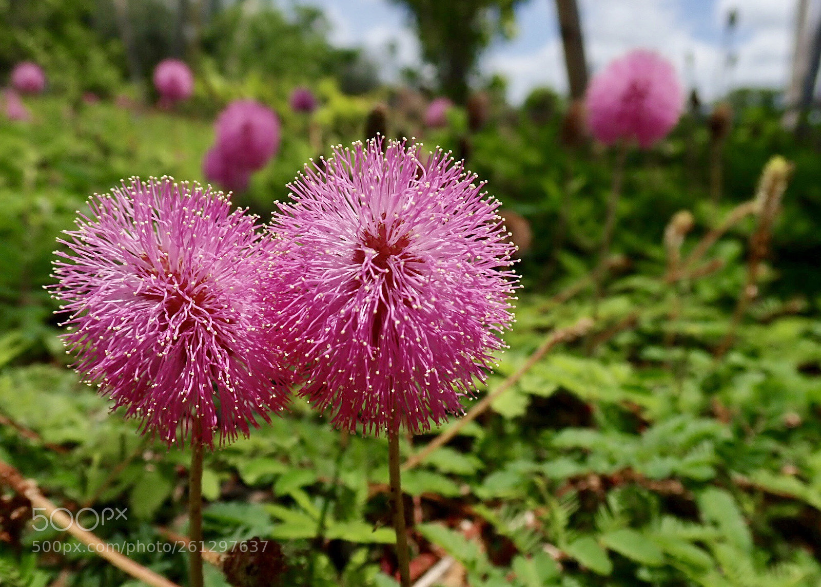 Olympus TG-5 sample photo. Untitled photography