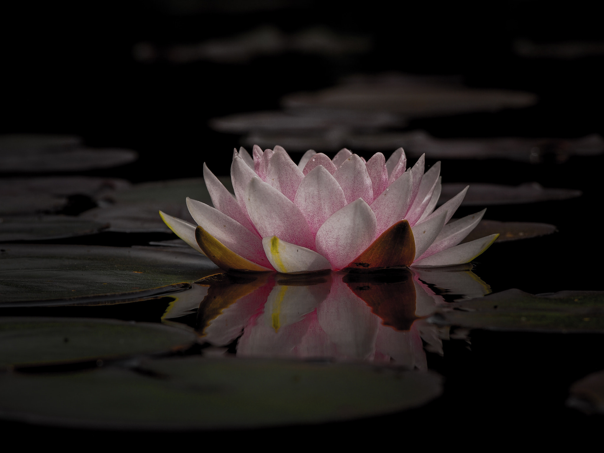 Olympus PEN E-PM2 sample photo. Waterlily  photography