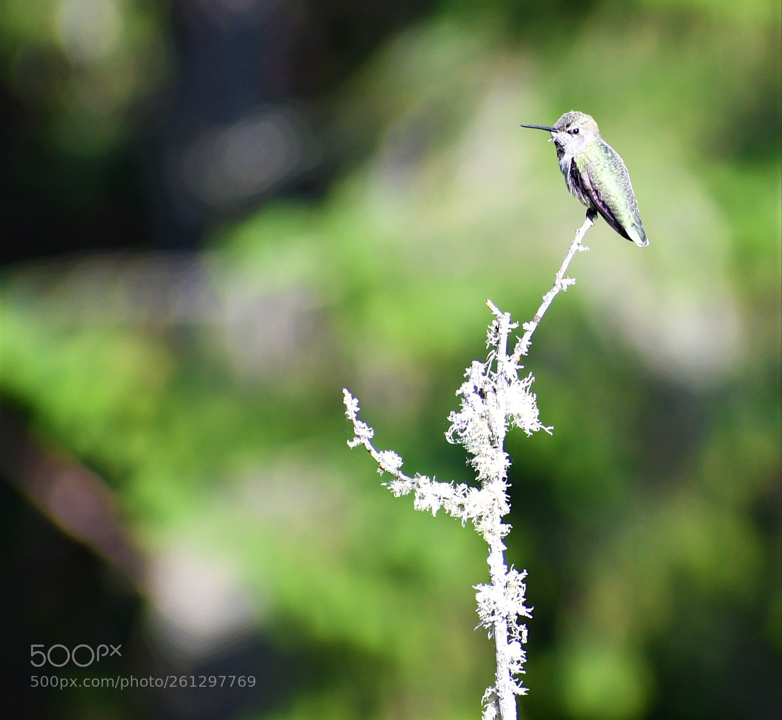 Nikon D7500 sample photo. Hummingbird photography