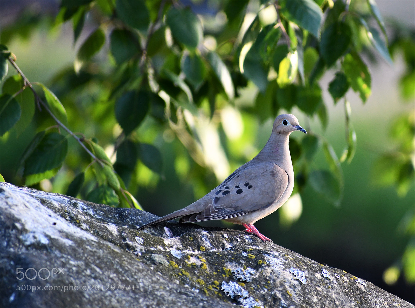 Nikon D7500 sample photo. Mourning dove photography