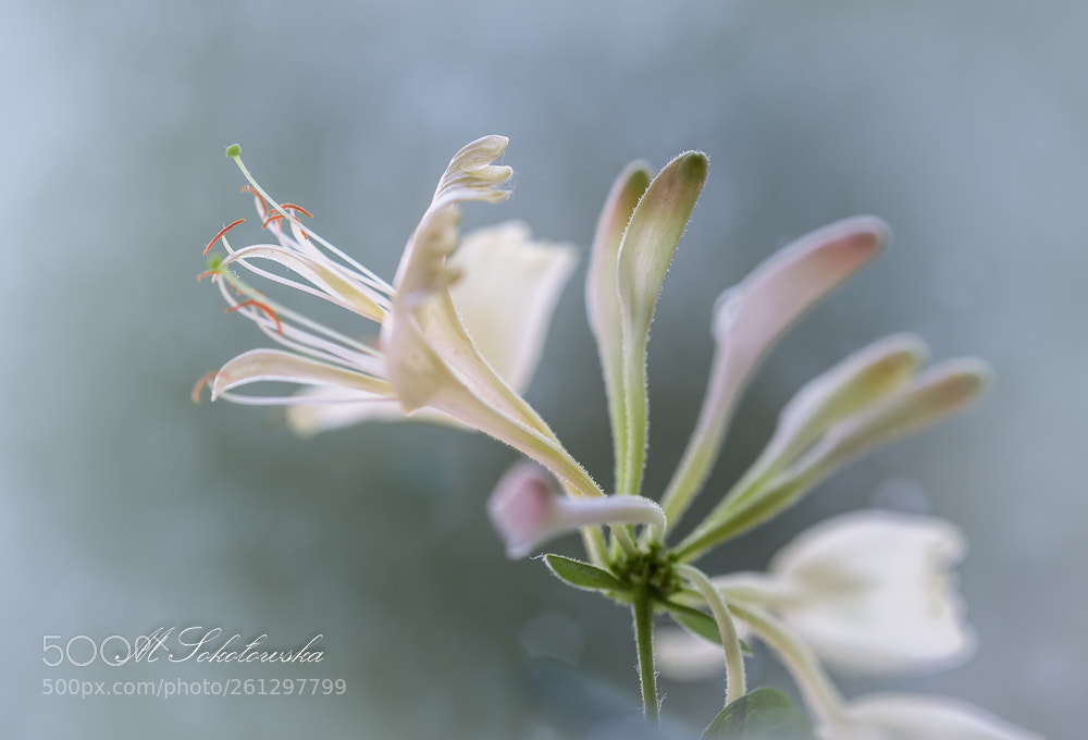 Nikon D750 sample photo. Caprifolium photography