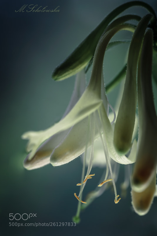 Nikon D750 sample photo. Caprifolium photography