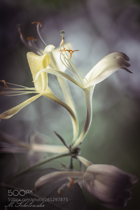 Nikon D750 sample photo. Caprifolium photography