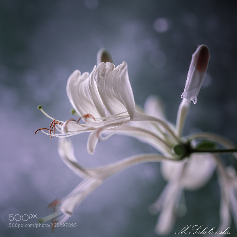 Nikon D750 sample photo. Caprifolium photography