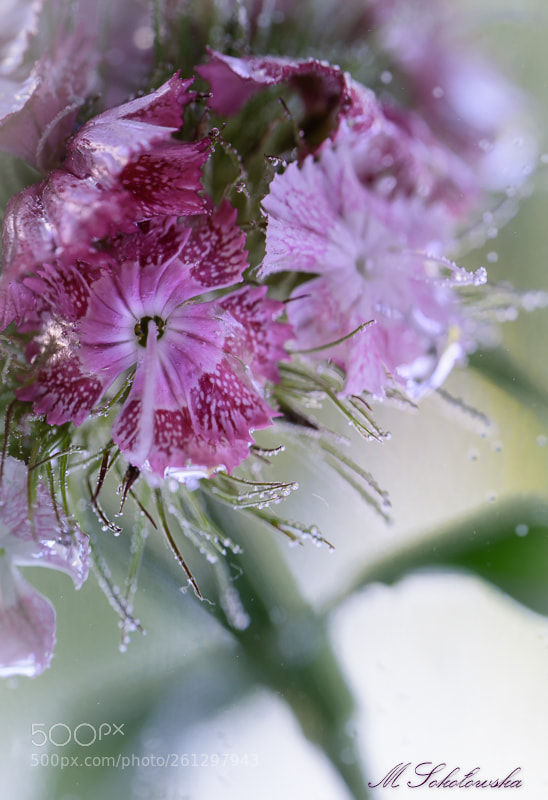 Nikon D750 sample photo. Goździk kamienny photography
