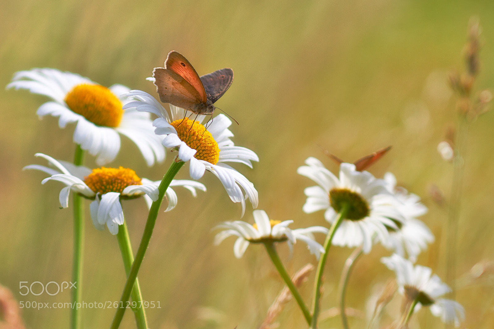 Canon EOS 7D sample photo. Buterfly butterfly photography
