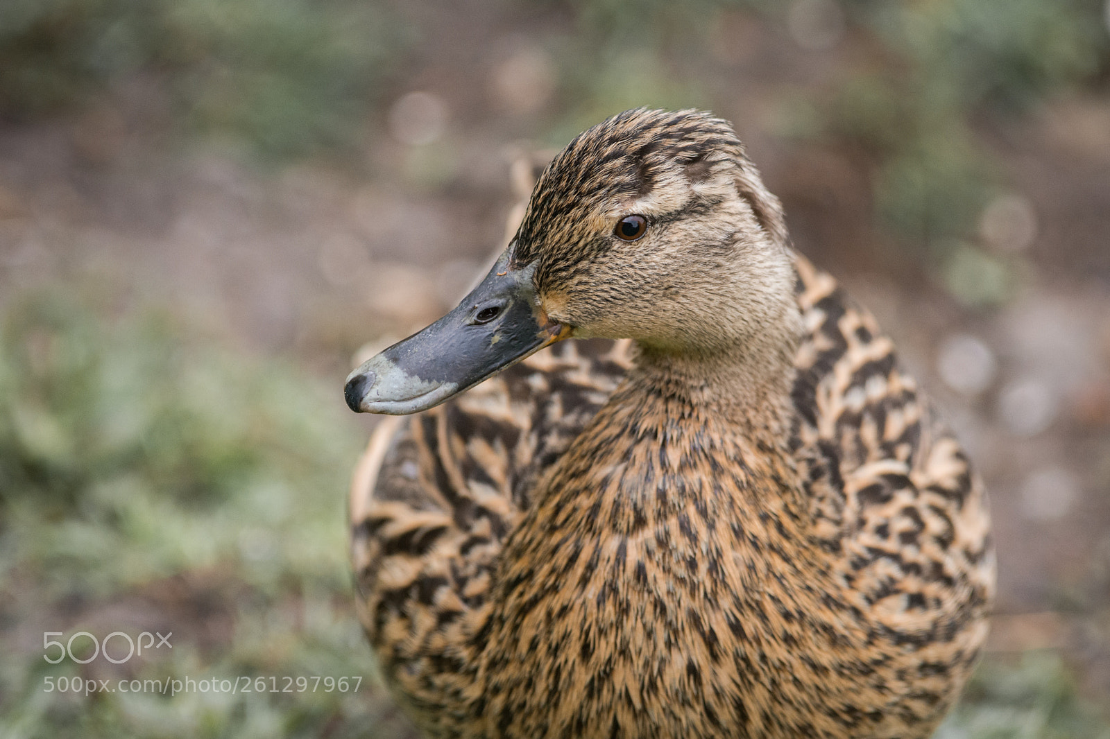 Nikon D7100 sample photo. Duck photography