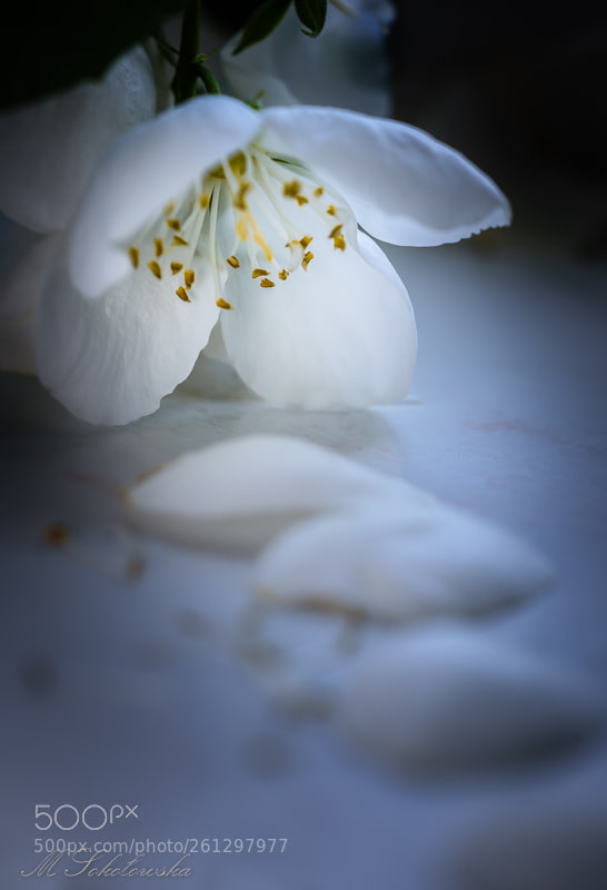 Nikon D750 sample photo. Jasmin photography