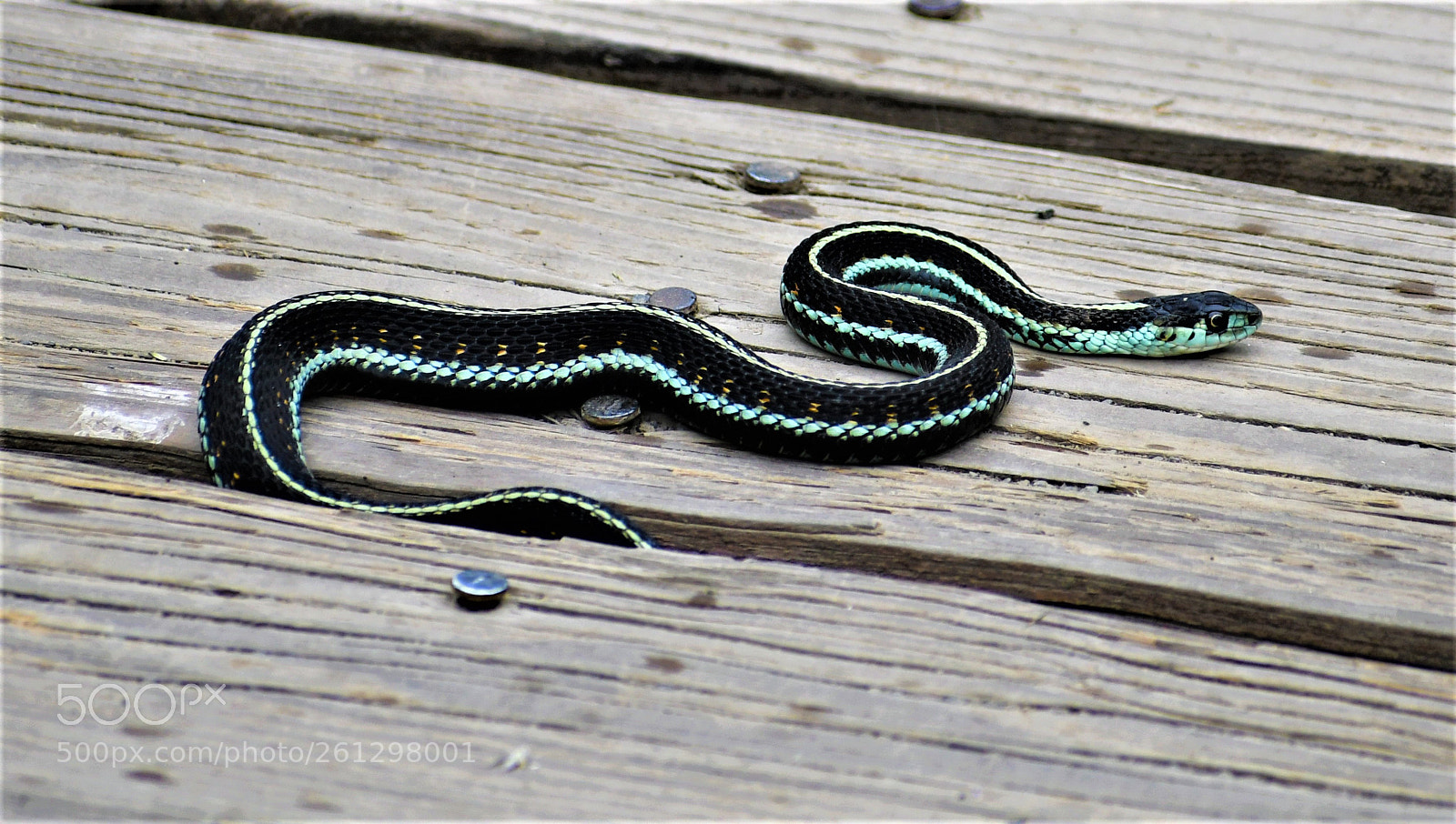 Nikon D7500 sample photo. Gardnersnake photography