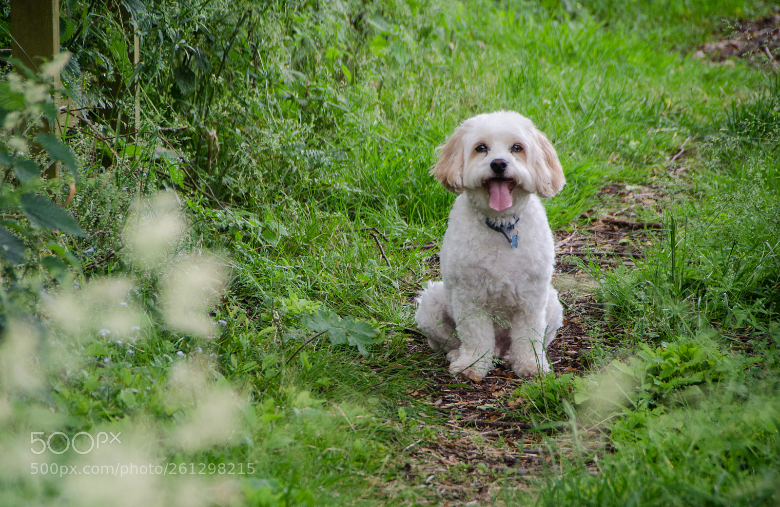 Nikon D5100 sample photo. Cavachon on walk photography