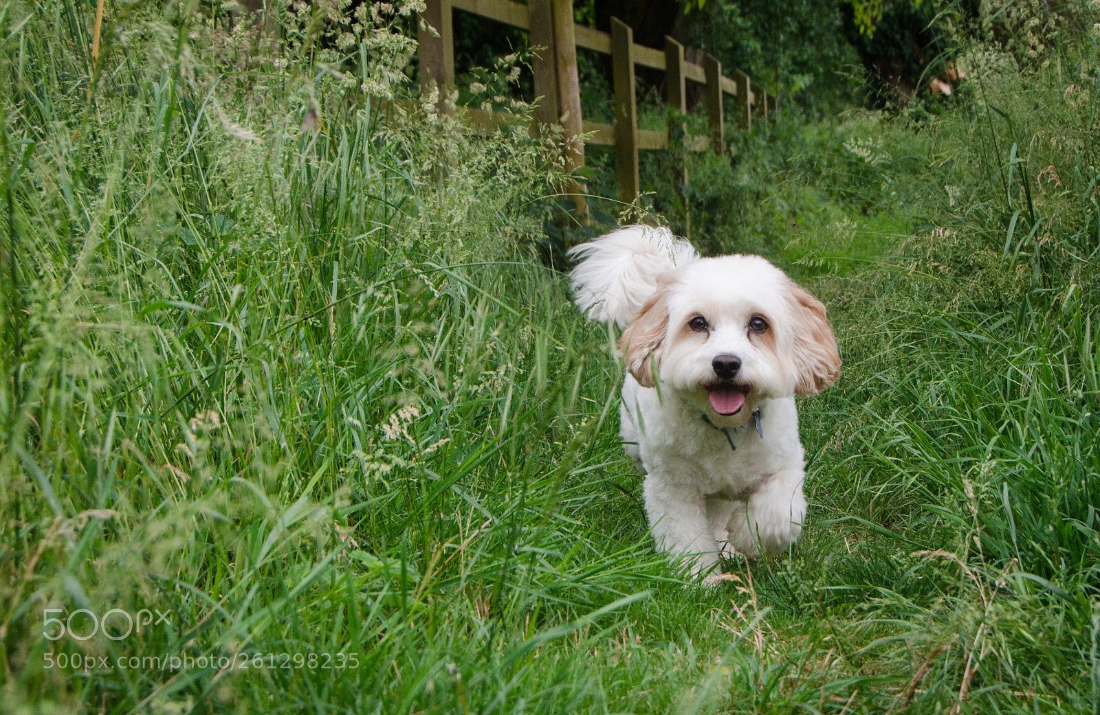 Nikon D5100 sample photo. Dog on a walk photography