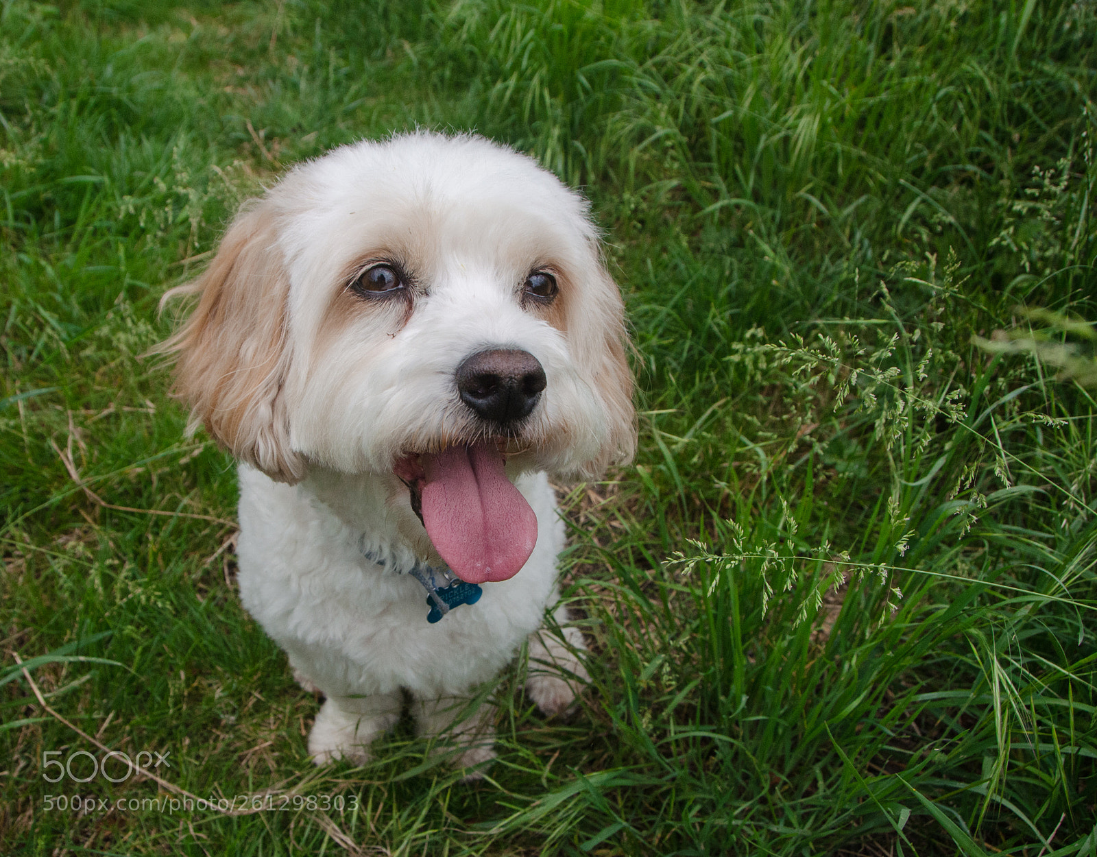 Nikon D5100 sample photo. Pickle happy photography