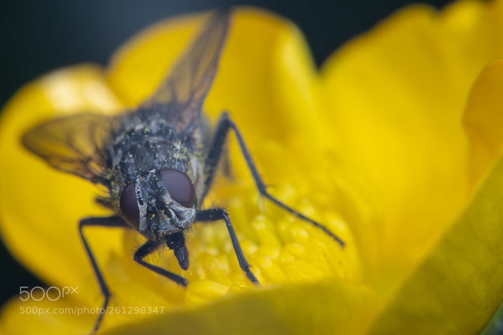 Sony a7 III sample photo. Messy eater photography