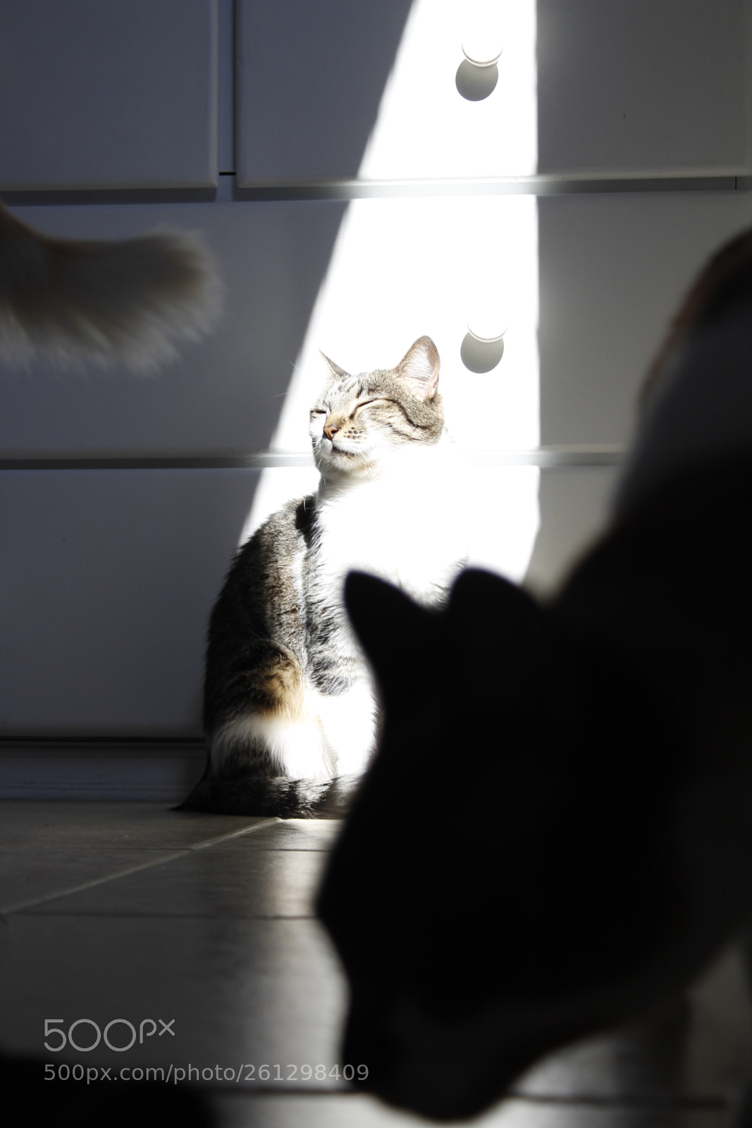 Canon EOS 1300D (EOS Rebel T6 / EOS Kiss X80) sample photo. Chilling at the sunlight photography