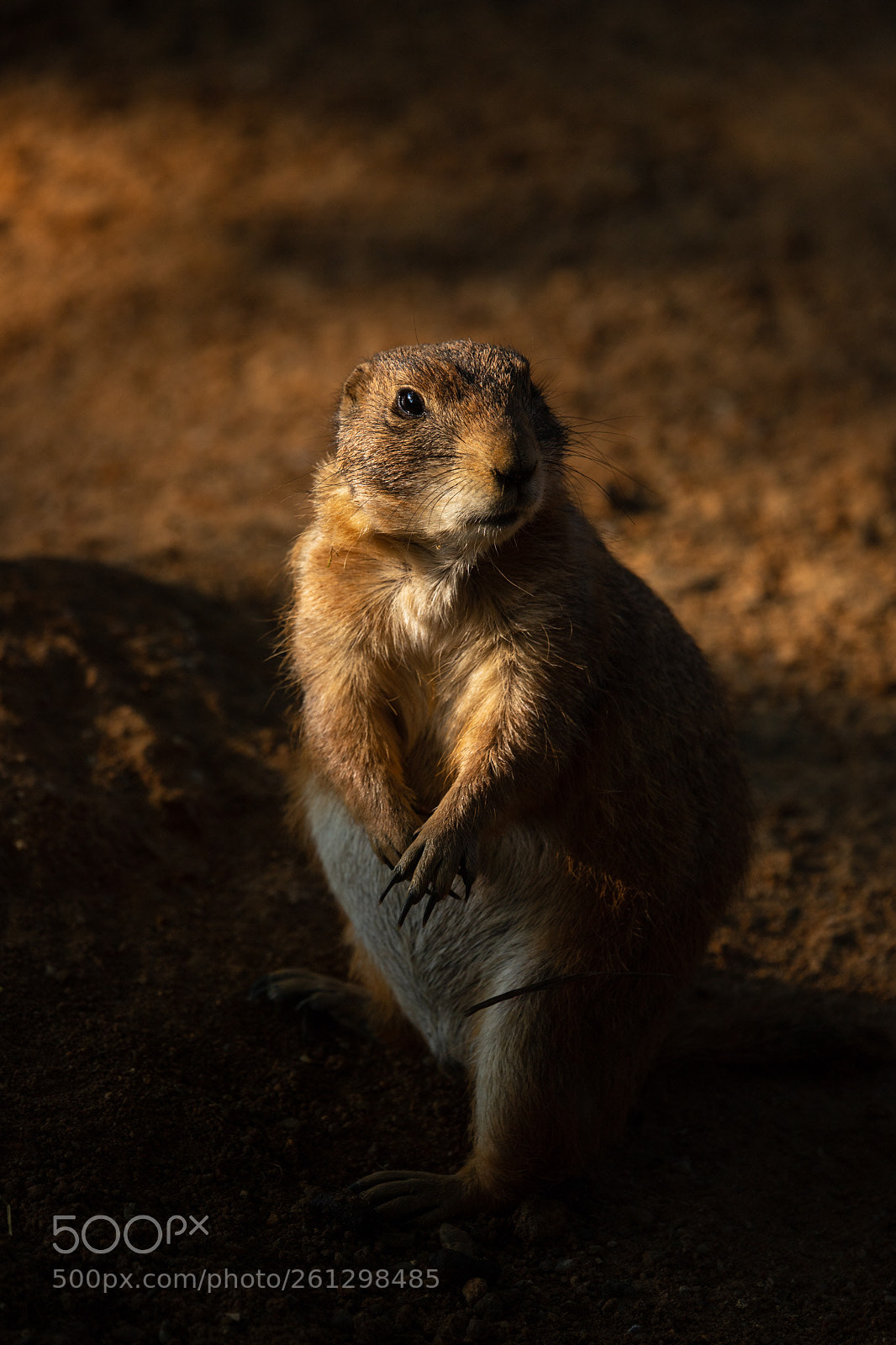 Canon EOS 6D Mark II sample photo. Black-tailed prairie dog photography