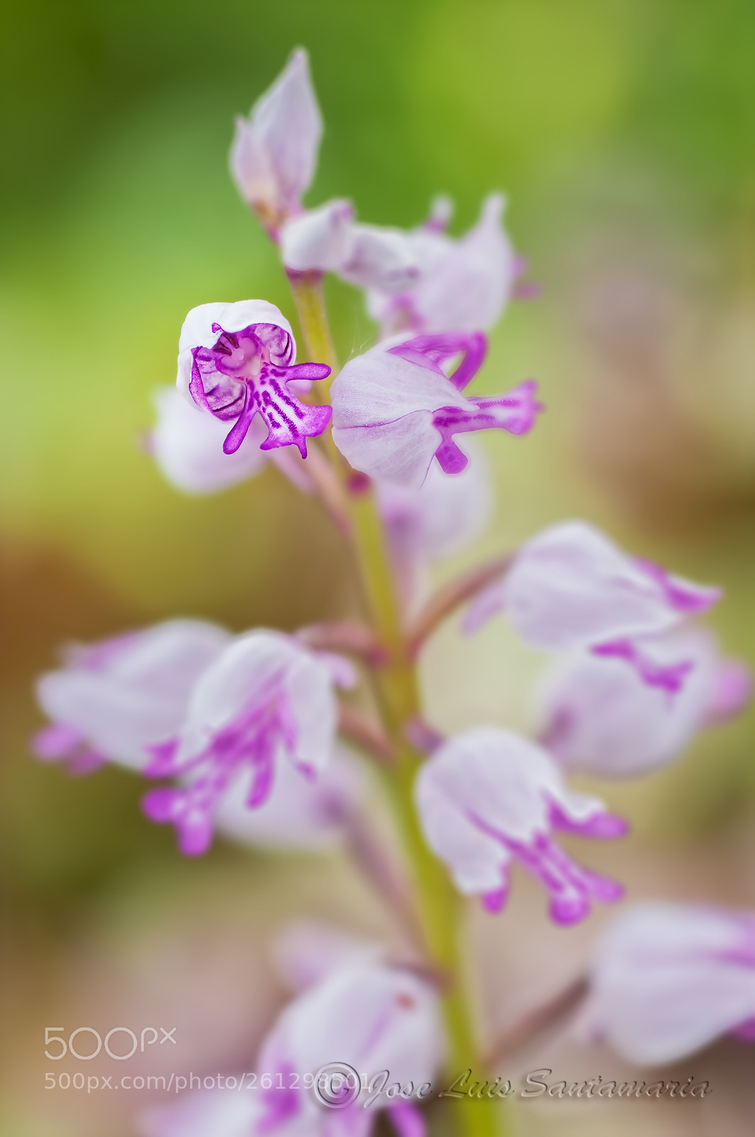 Nikon D300S sample photo. Orchis militaris photography