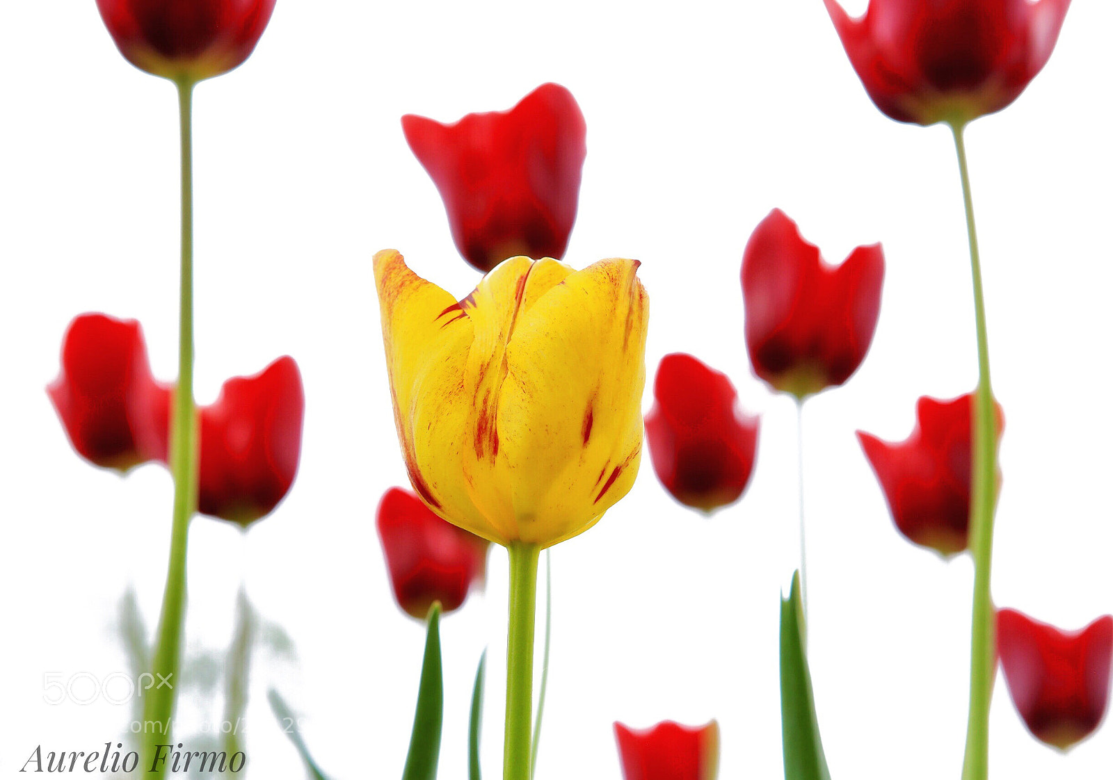 Canon EOS 6D sample photo. Tulips  photography