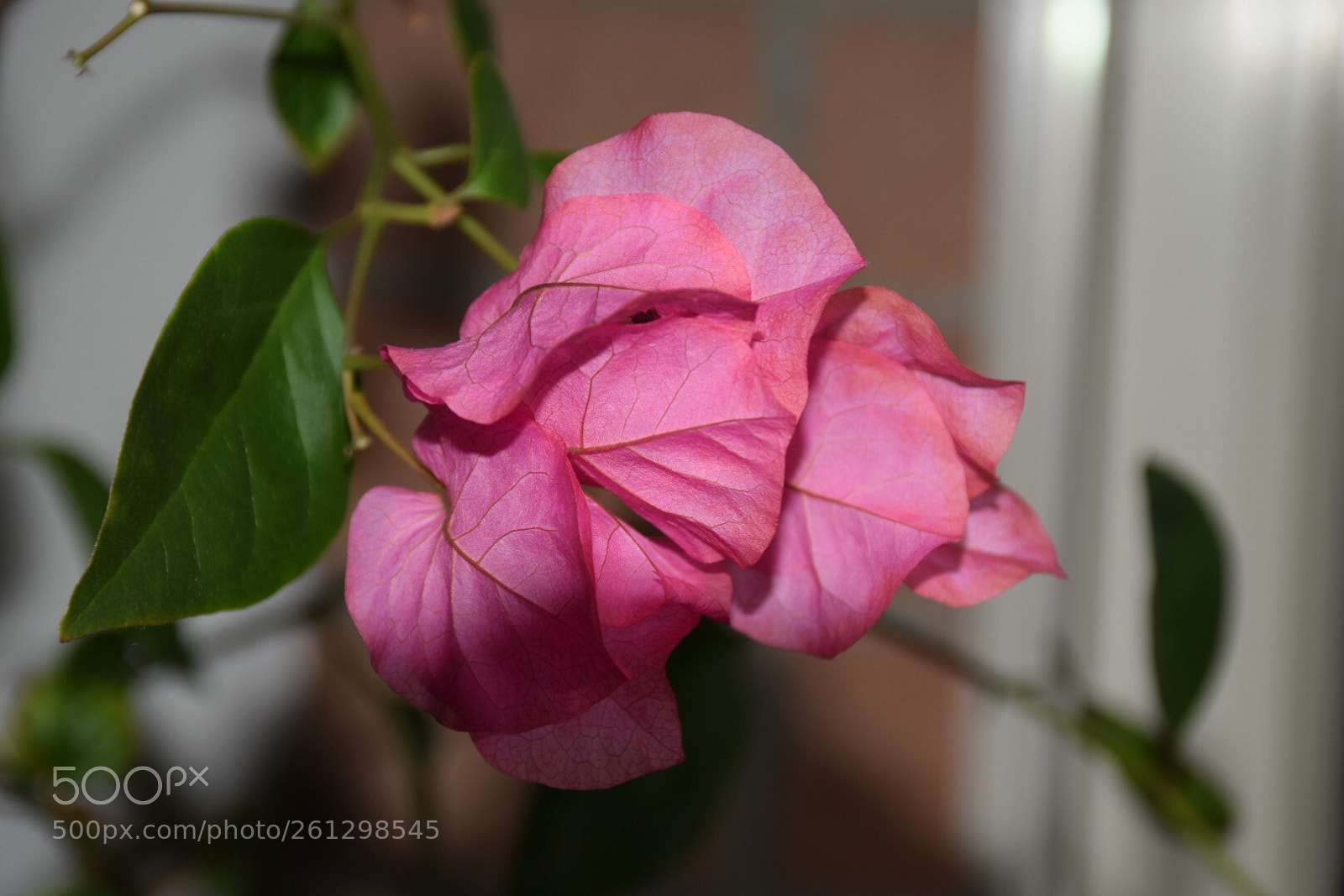 Nikon D5300 sample photo. Untitled photography
