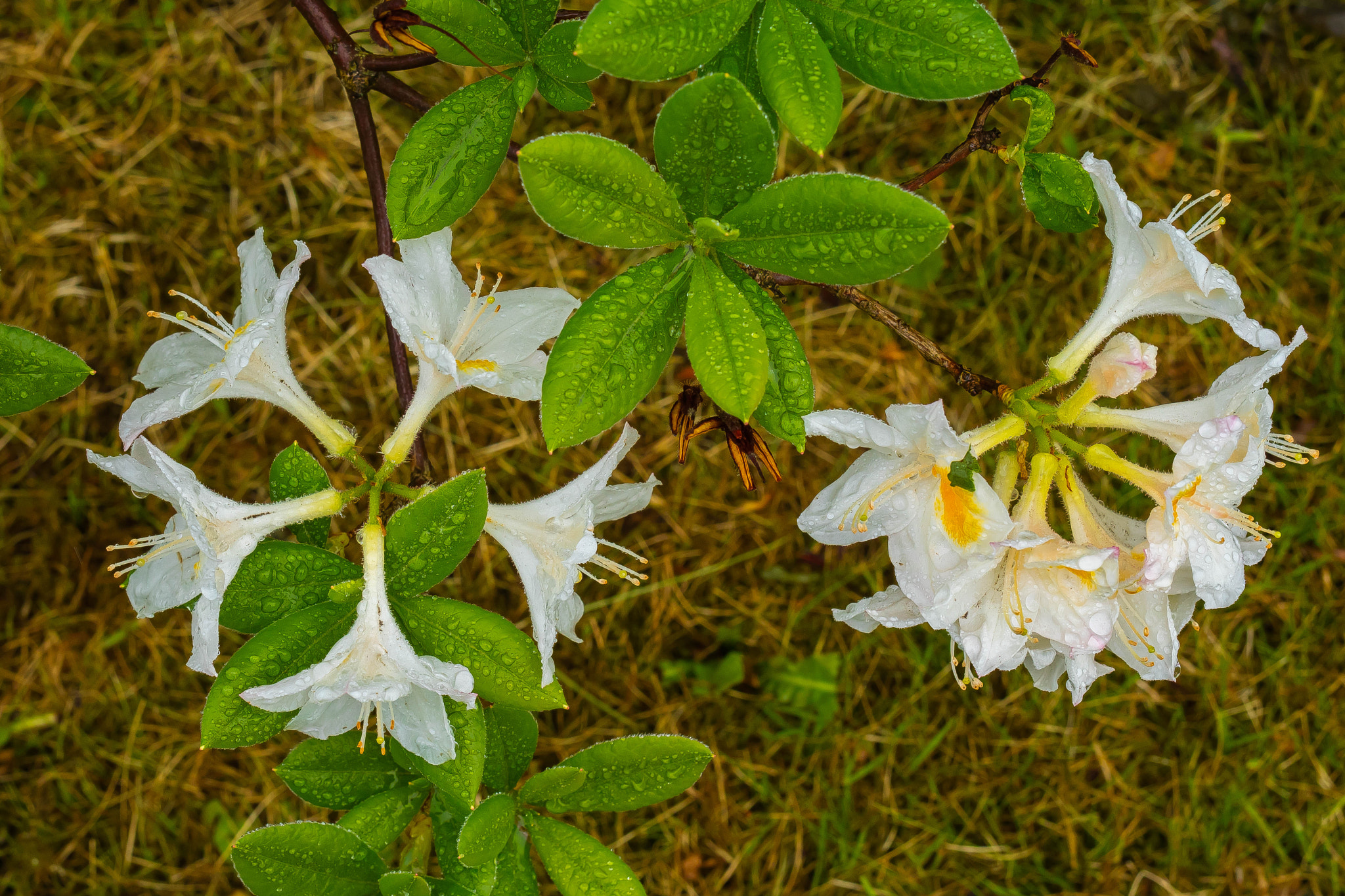 Canon EOS M3 sample photo. Rain at last photography