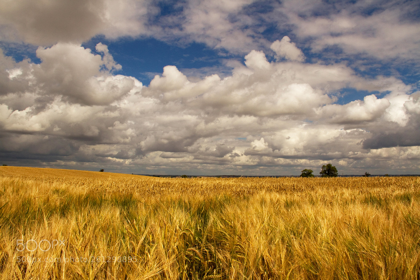 Canon EOS 7D sample photo. Barley field photography