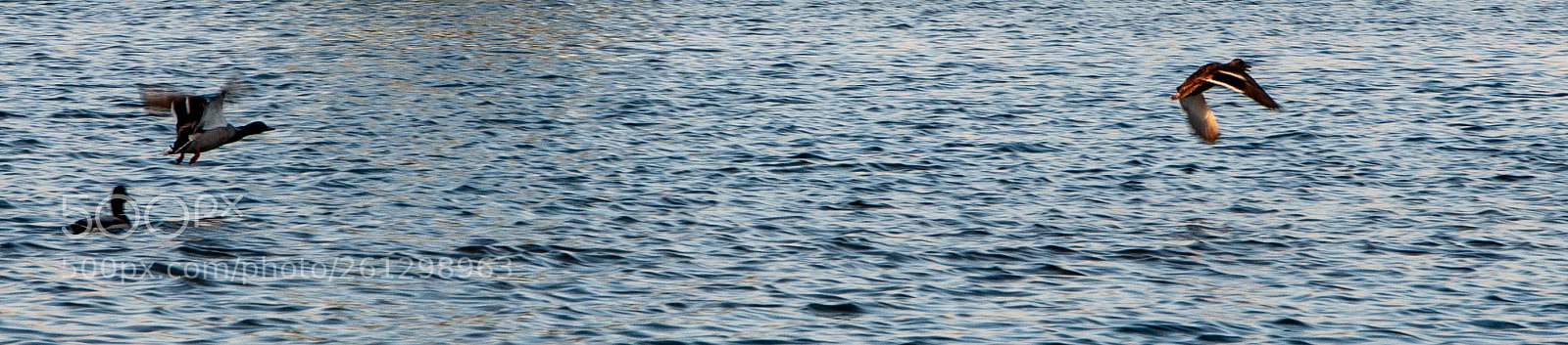 Nikon D90 sample photo. In flight photography