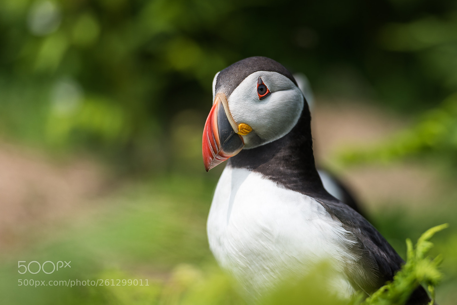 Nikon D750 sample photo. Puffin photography