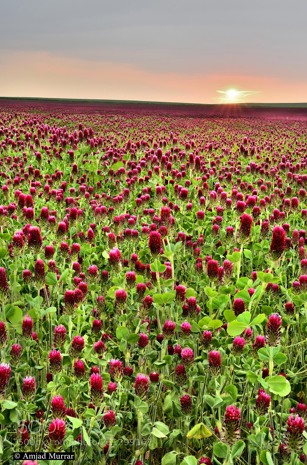 Nikon D750 sample photo. Sunset over the field photography